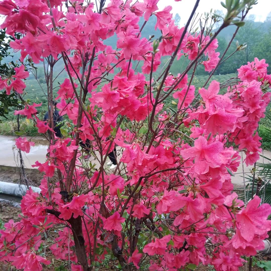 好运来😊😊