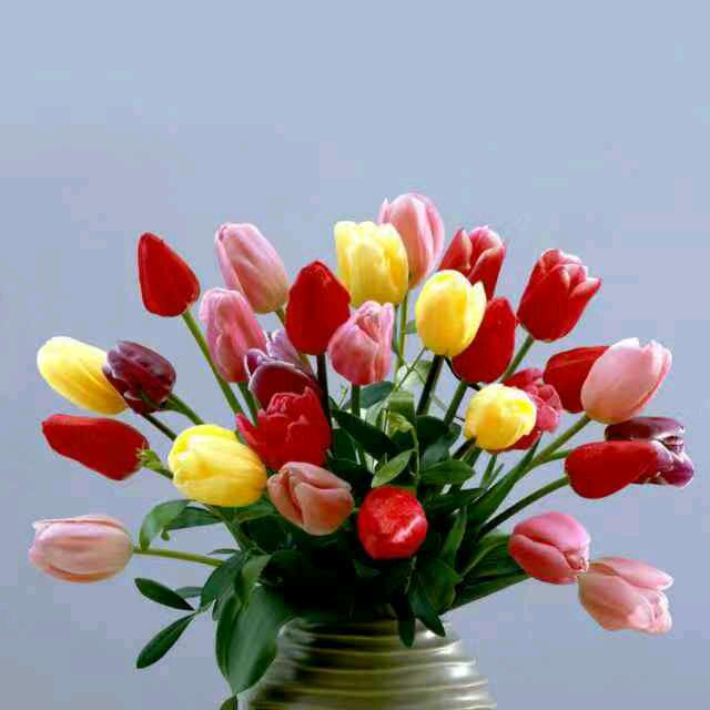 鲜花盛开（每天下午7点直播）