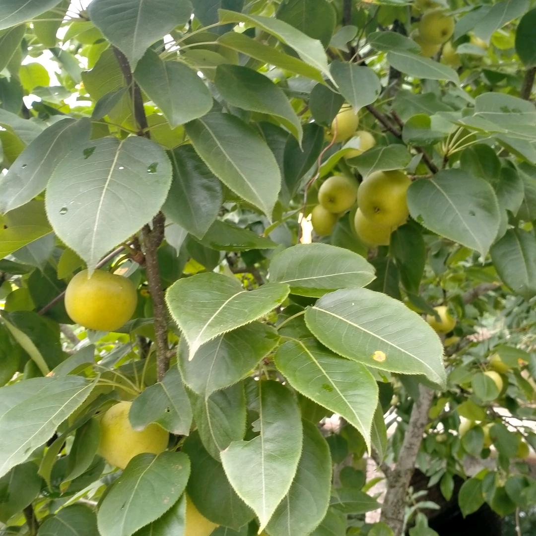 成都成华区蓝光cq cq 2004