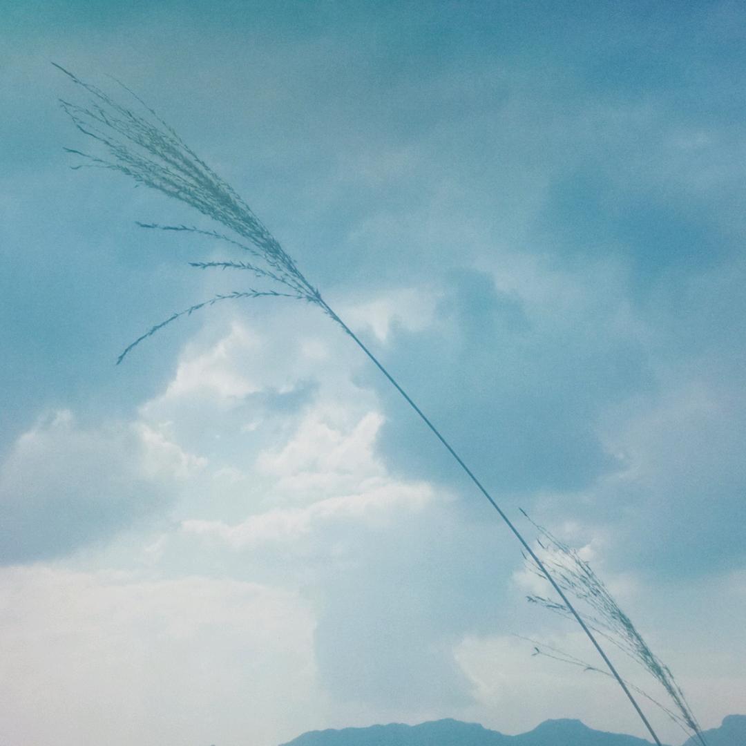 谭芳