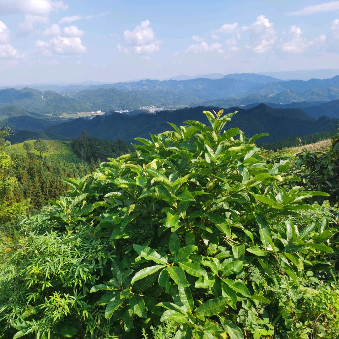 闪电行动
