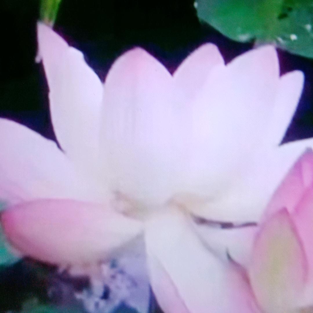 陈爱玲