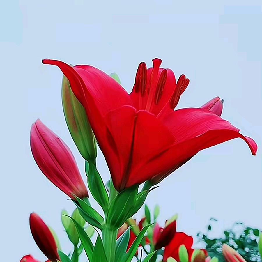 清新