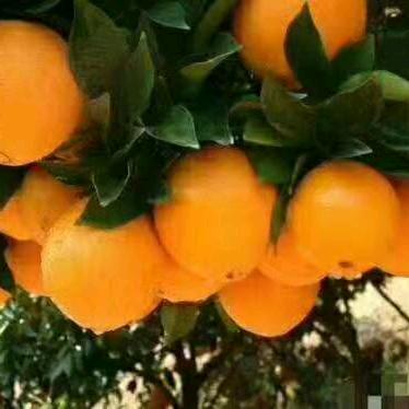 清池毛家港，任芬北京老字号烤鸭店