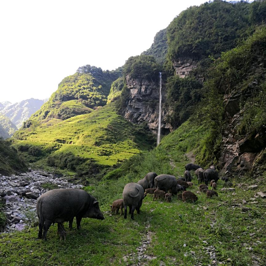 四川大山放猪哥