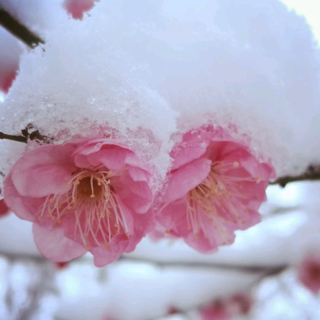 ღ᭄不如不遇見🦋꧔ꦿ᭄💞