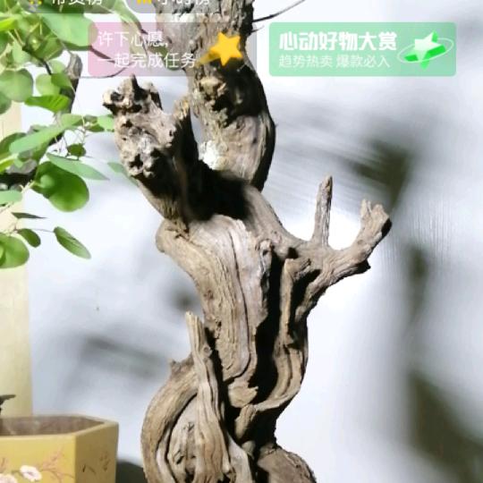 玉才盆景园个体店