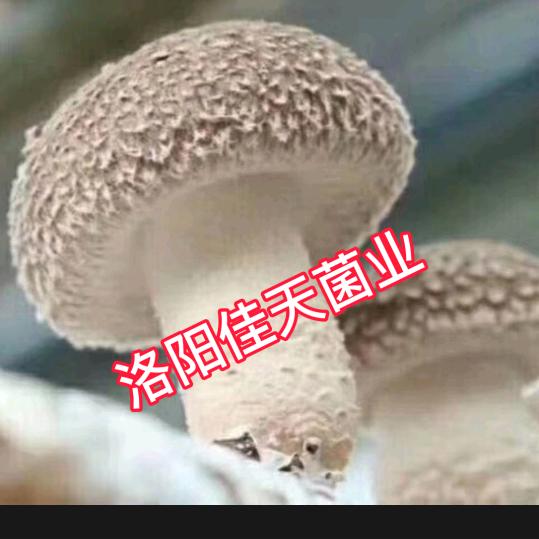 佳天农业