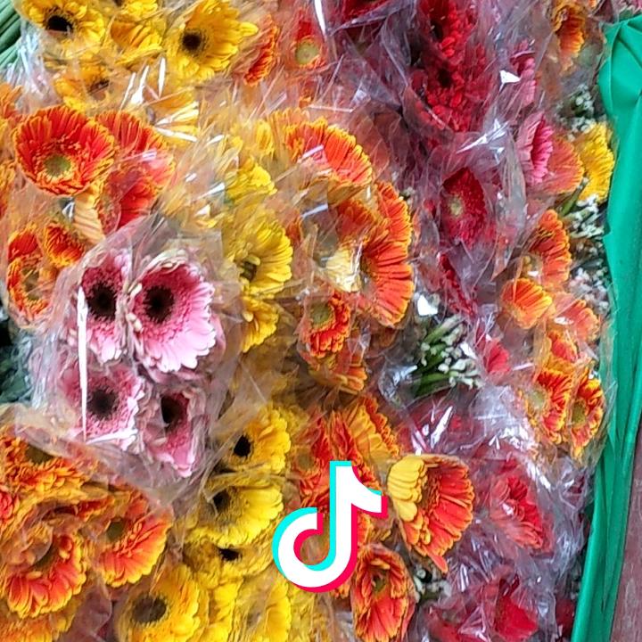 花的未来