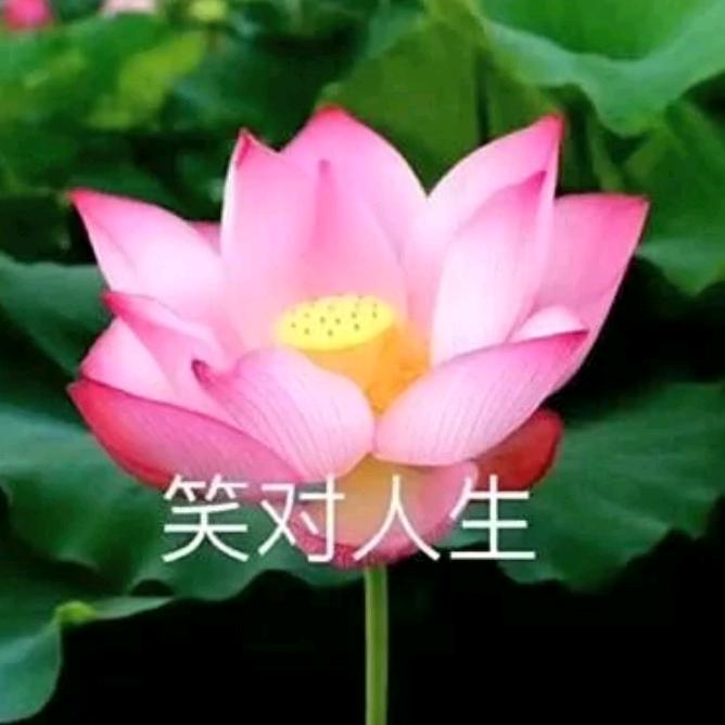 淡淡の人生