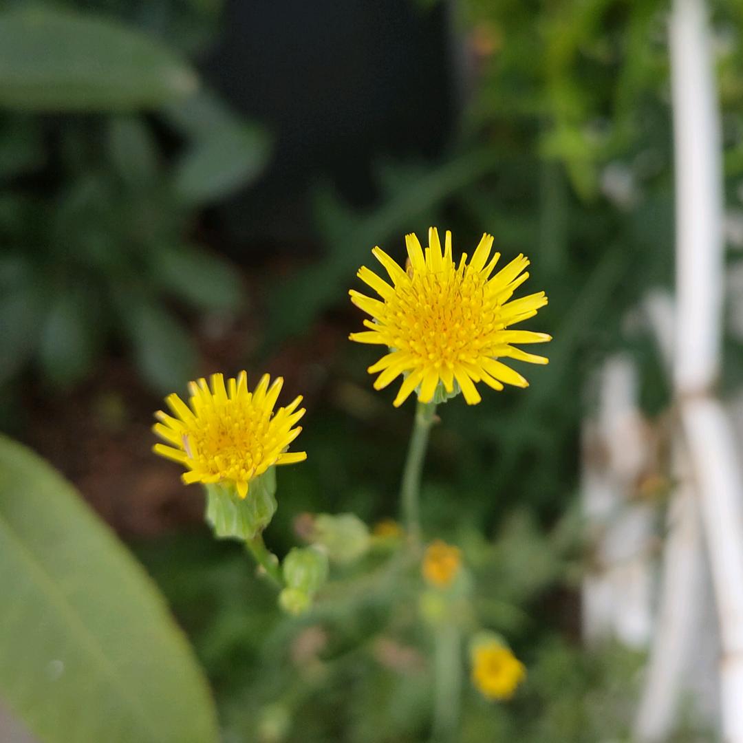 SIKENAI思科耐（金国威店）