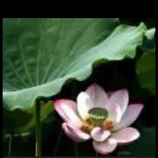 越活越年青，幸福一家人，老包姐