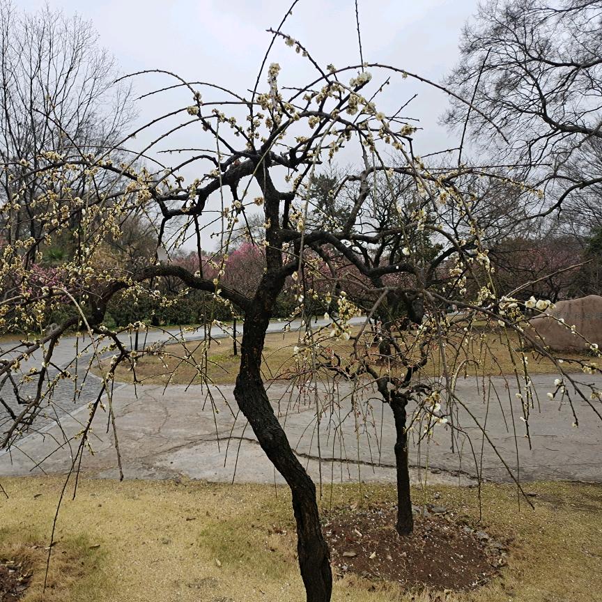 齊  先  森