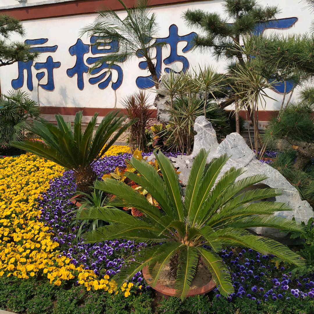 霖