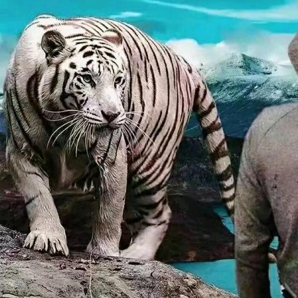 🌴🐅🐅 🌲