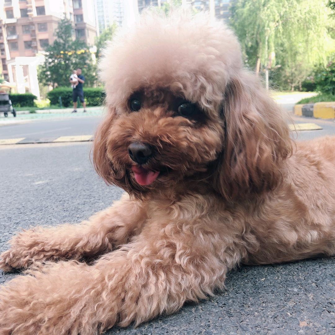 🐶袁无敌(17岁）