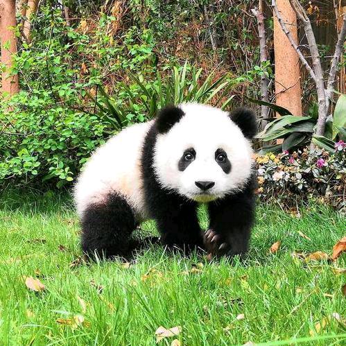 zhao