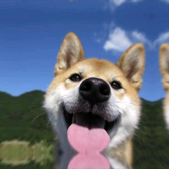 阿毛的宠物日常