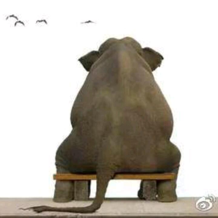 胖墩墩