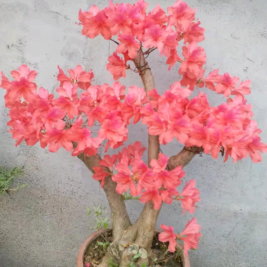 廷顺花园