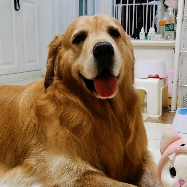 金毛★天狼@抖音