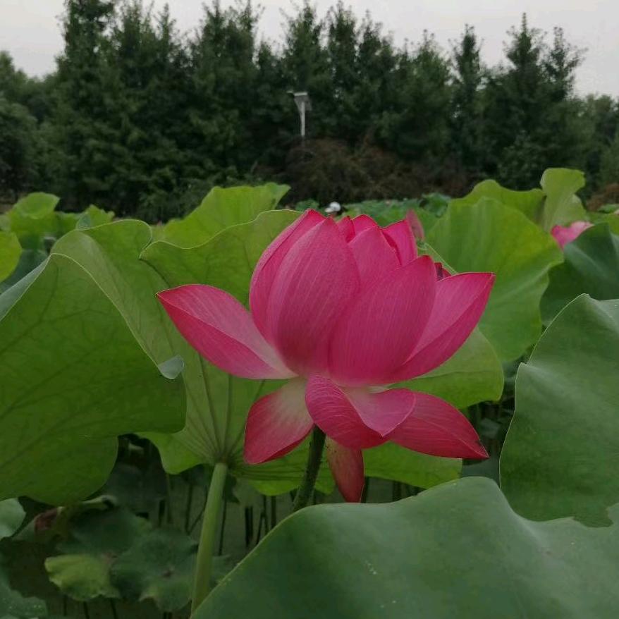任我行a