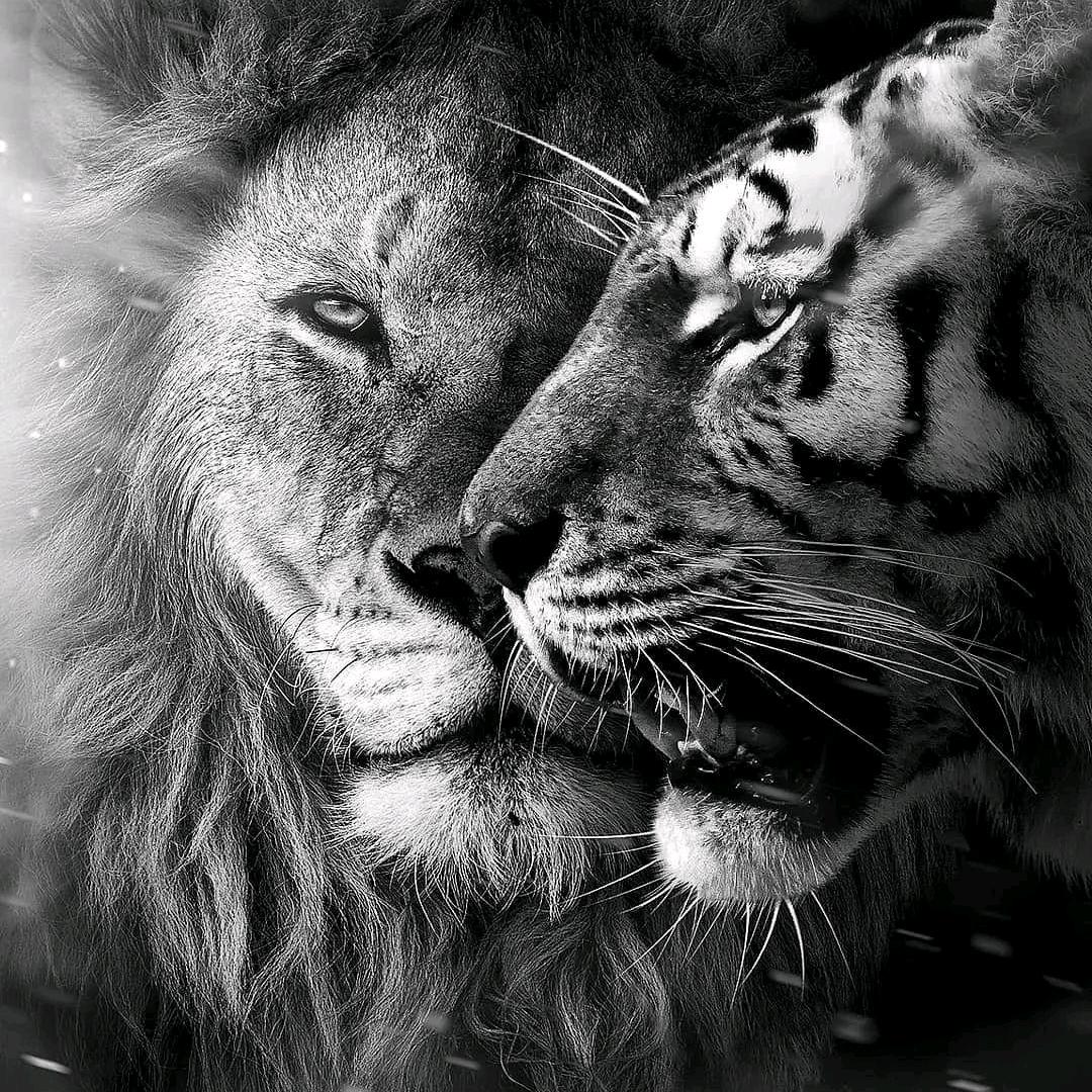 敲爱吃的小可爱