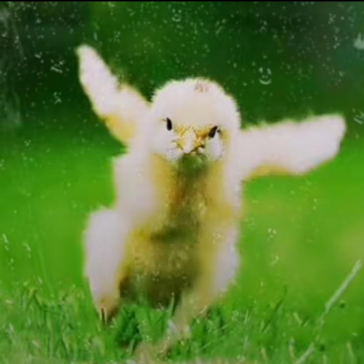 在山里养几只鸡，捡几枚蛋。