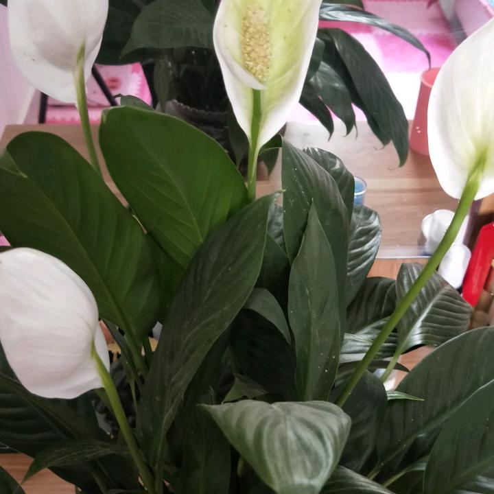 甜蜜蜜