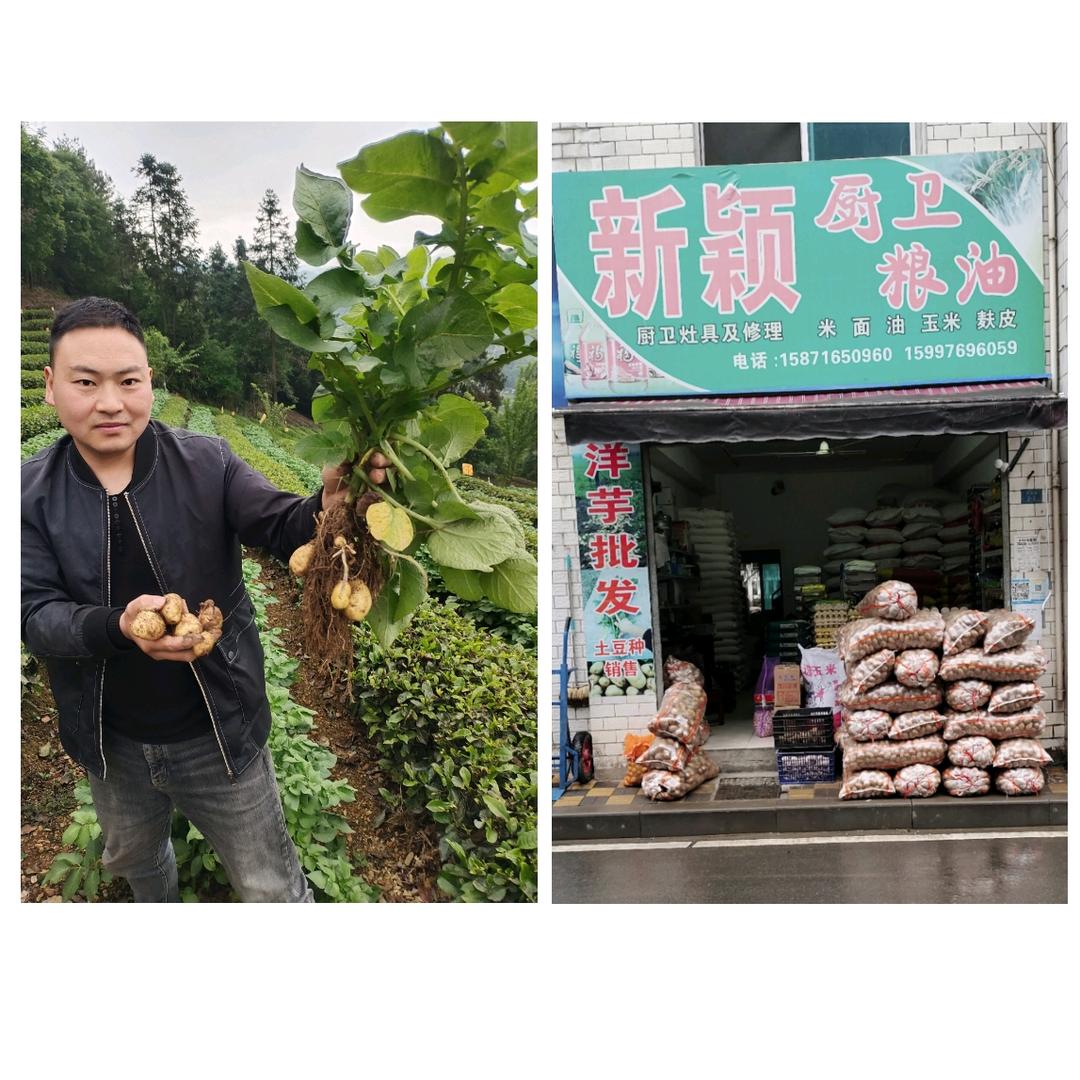 五峰高山洋芋（土豆哥）