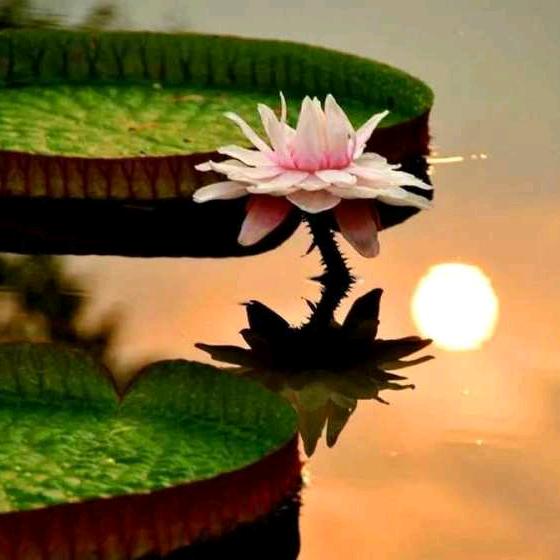 ༺༻♥幸♥運♥曐♥辰♥༺༻