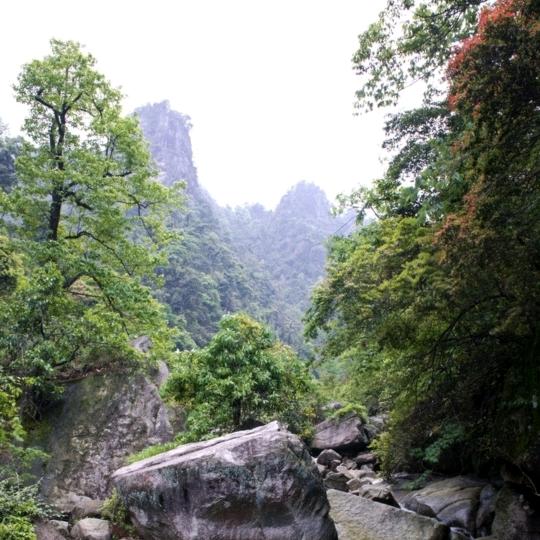 大强子