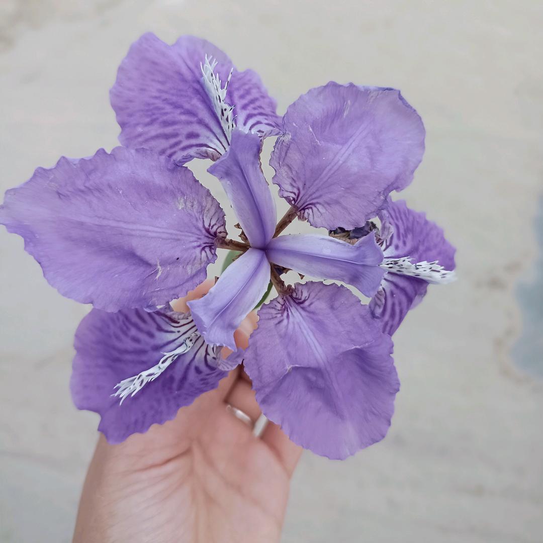 宸夕♥麻麻