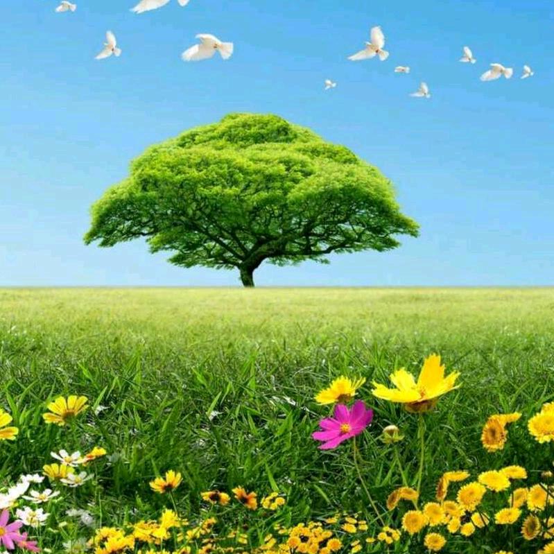 佳期如梦梦成真