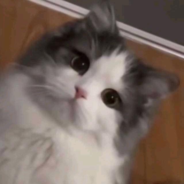 墨菲马