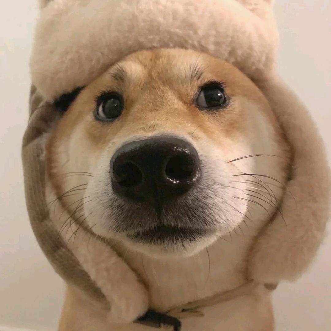 曜曜不会跑百米