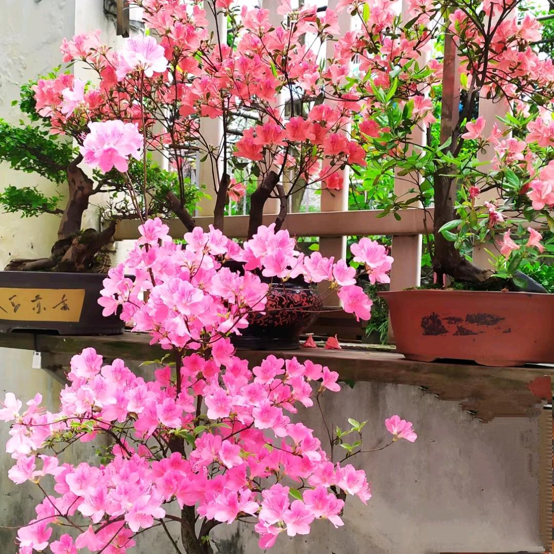 木惑孑头像