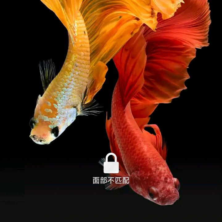 dyhdhiitxpds