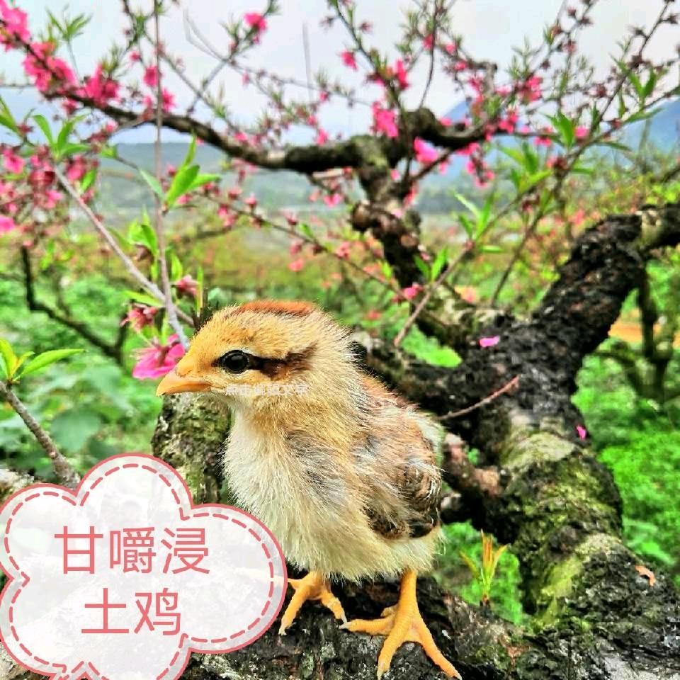 佛山市禅城区甘喜嚼美食店