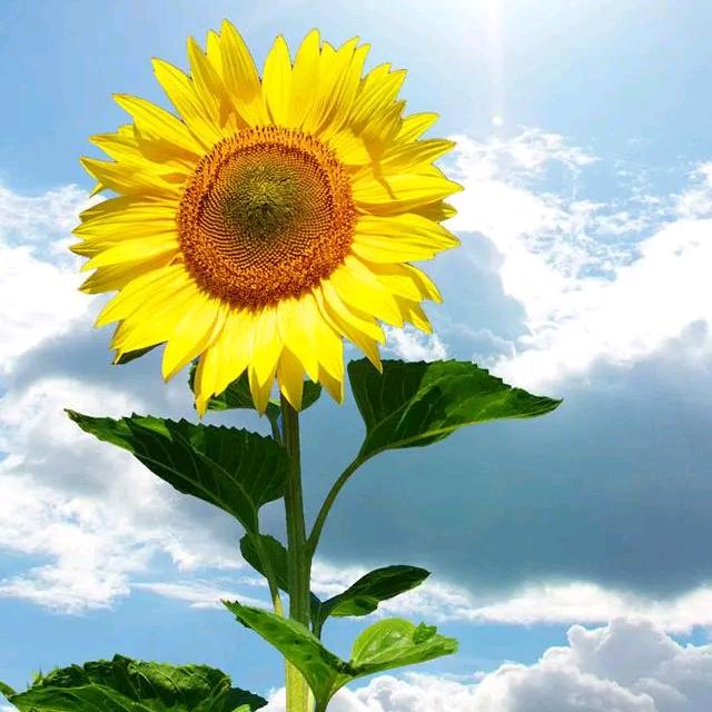 向日葵🐝🐝🐝