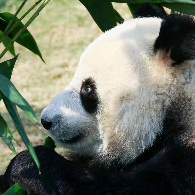 凹凸园艺花卉