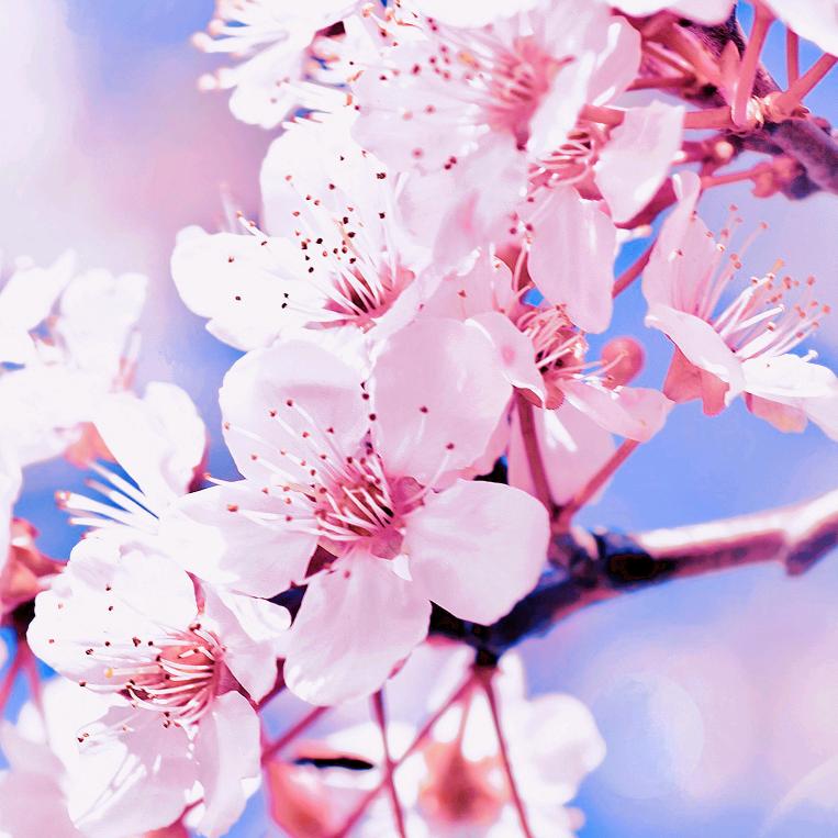 花蕊