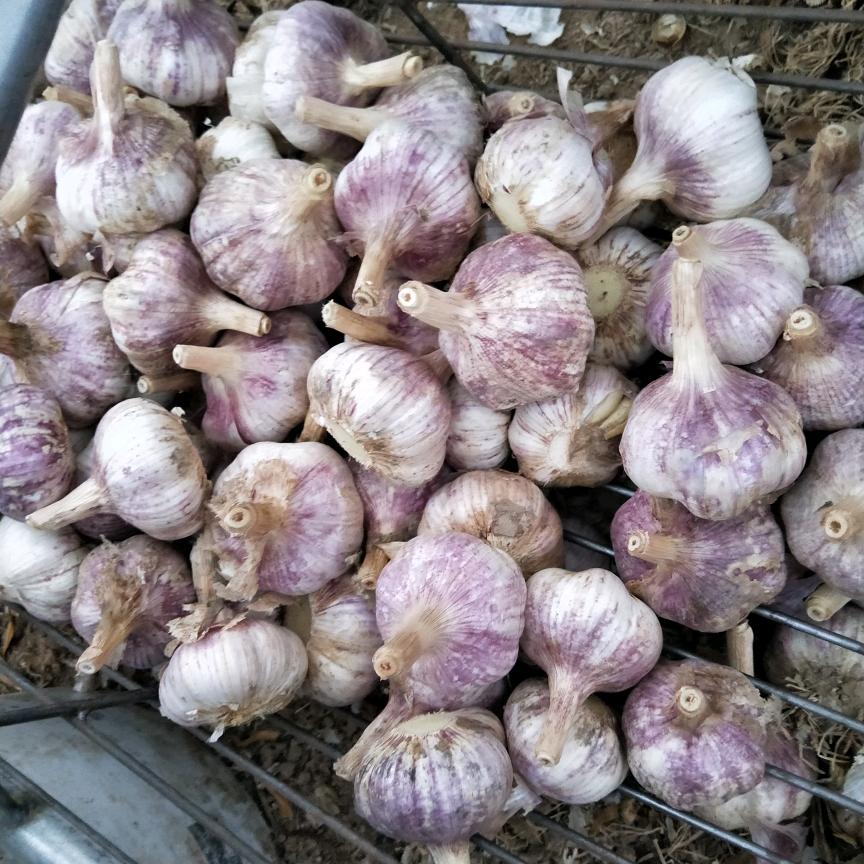 大蒜蒜苔代收代发