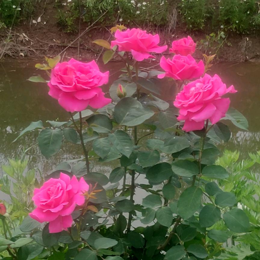 高🌺