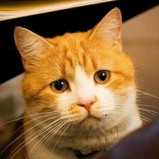 虾仁猪心