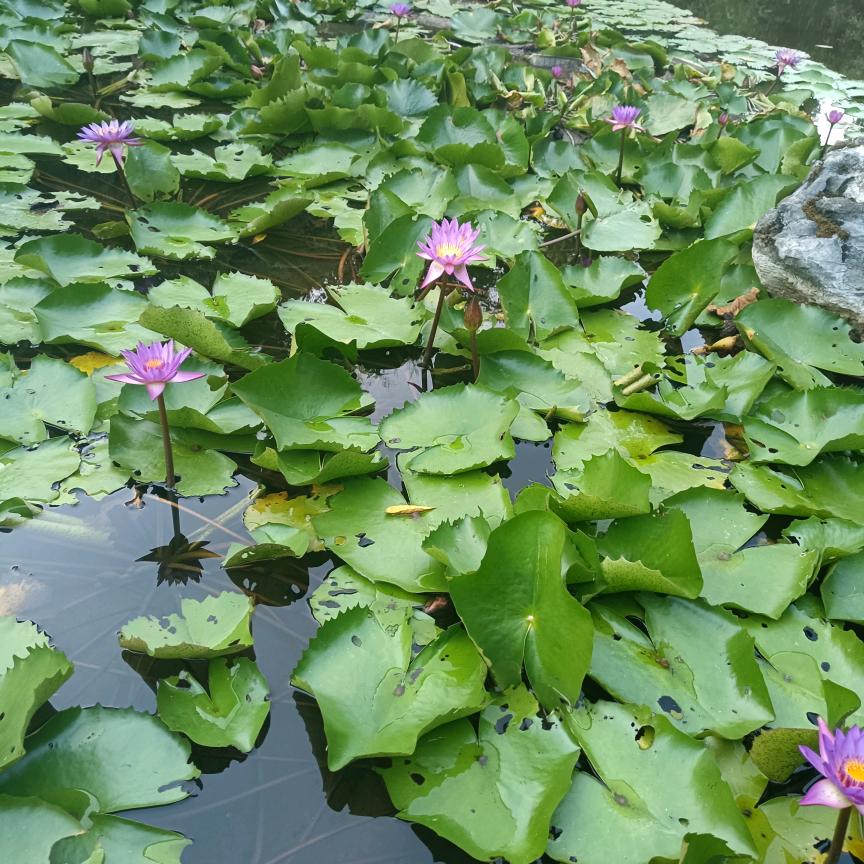 💞᭄᪲ᩚ꯭包中꧔ꦿ℘一颗糖💕