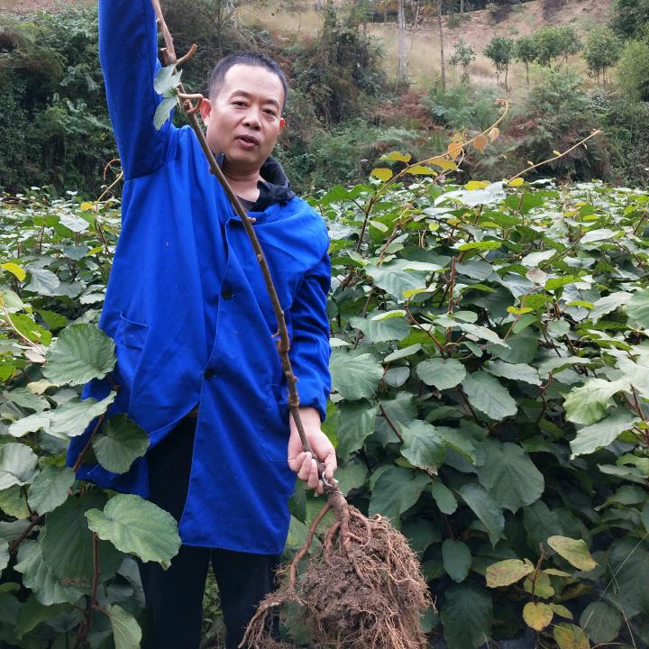 金果园猕猴桃种苗基地