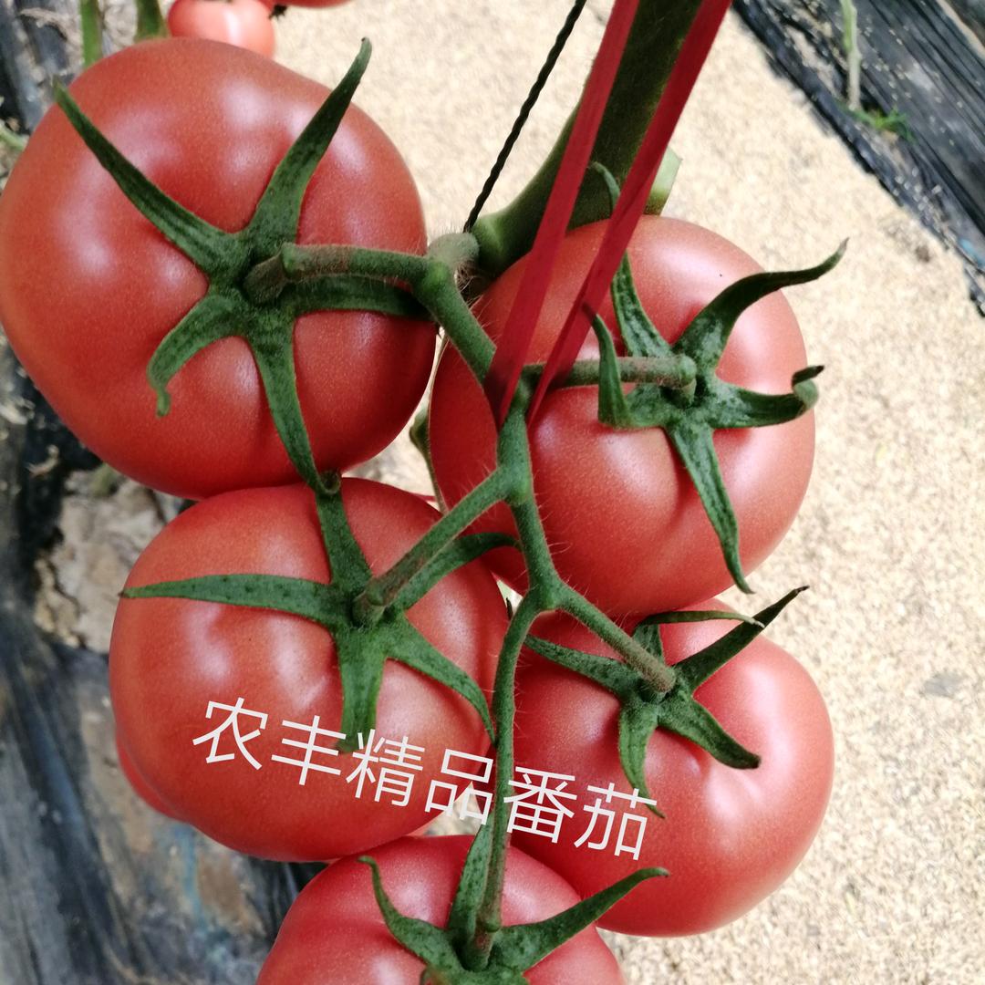 农丰种苗张重洋