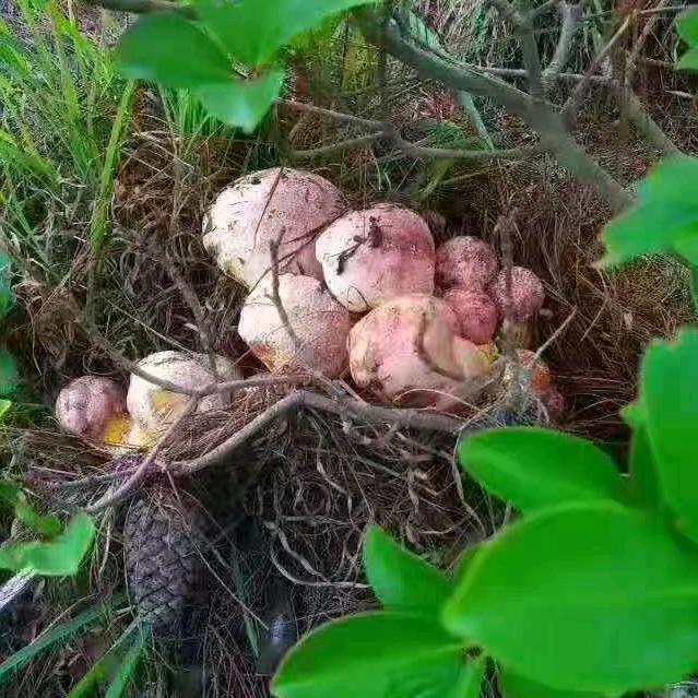 云南山大王【云南野生菌】