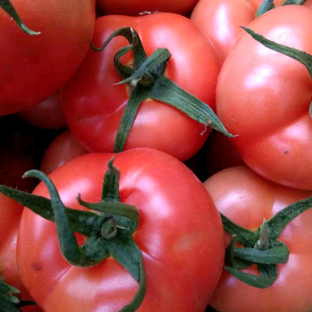 番茄🍅小镇